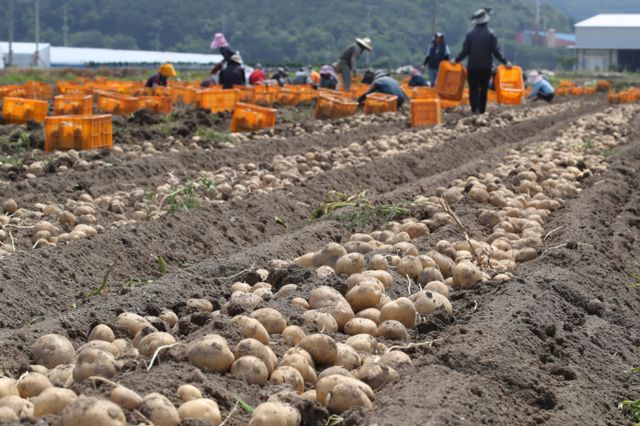 농촌진흥청이 미국산 '생식·번식 능력이 있는 유전자변형생물체(LMO)' 감자에 대해 '수입 적합' 판정을 내렸다. 사진은 지난해 경북 고령군 개진면 한 감자밭에서 외국인 계절근로자들이 감자를 수확하고 있는 모습. /사진=뉴스1