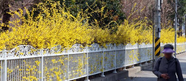 오는 26일 전국이 대체로 맑고 제주에서부터 비가 시작될 것으로 관측된다. 사진은 지난 24일 부산 부산진구 가야공원 인근 아파트 화단에 개나리가 핀 모습. /사진=뉴시스