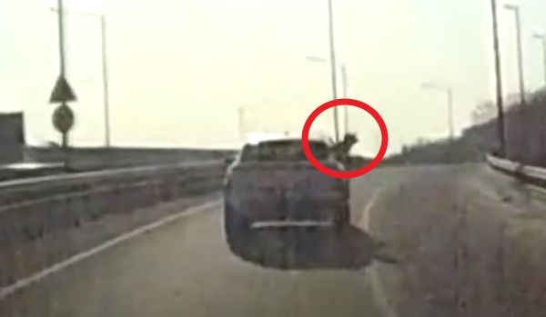 고속도로를 달리던 차에 함께 탄 반려견이 창문 밖으로 떨어지는 아찔한 사고가 발생했다. 사진은 고속도로에서 반려견이 차 창문 밖으로 얼굴을 내민 모습. /사진=JTBC '사건반장' 캡처