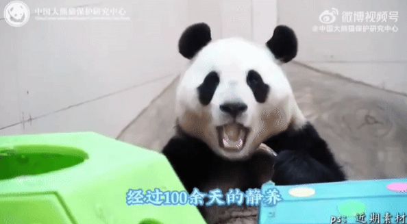 한국에서 태어나 중국으로 반환된 자이언트 판다 푸바오가 25일(이하 현지시각) 다시 일상을 공개한다. 사진은 중국판다보호연구센터가 공식 웨이보를 통해 공개한 푸바오의 모습. /사진=중국판다보호연구센터 웨이보 캡처 