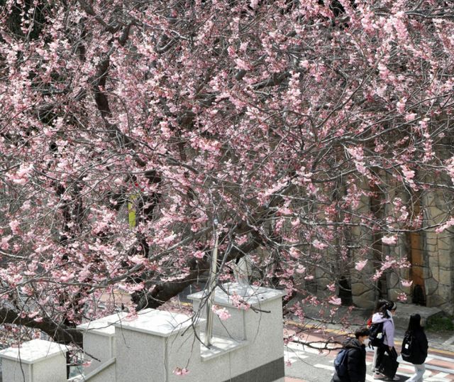 28일 전국적으로 기온이 급격하게 떨어질 것으로 예측된다. 사진은 지난 19일 부산 수영구 배화학교 화단의 모습. /사진=뉴스1