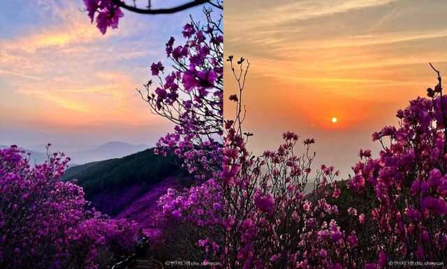 천주산은 진달래와 어우러진 석양이 아름답기로 유명하다. /사진=한국관광공사