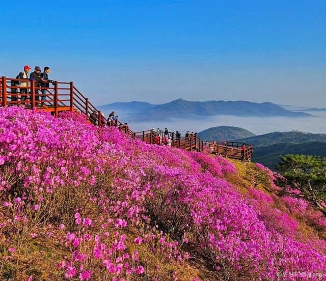 고려산 정상에 가득 피어있는 진달래 군락. /사진=한국관광공사
