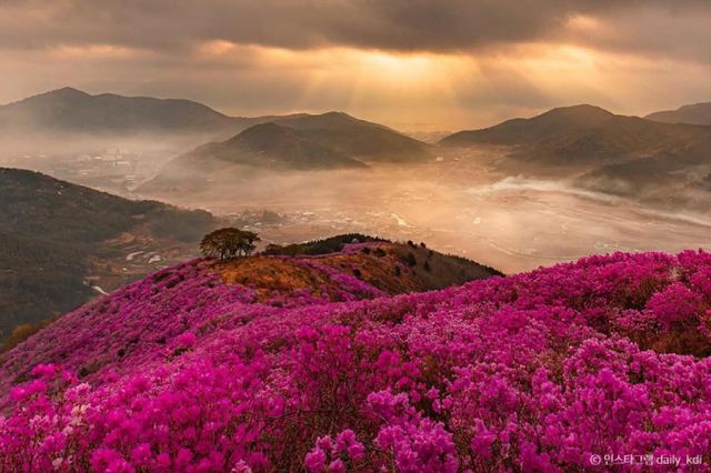 한국관광공사가 전국의 유명 진달래 군락지 4곳을 추천했다. 사진은 여수 영취산. /사진=한국관광공사