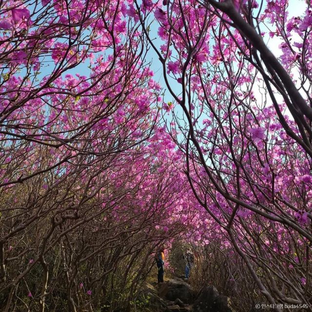 대금산에 가면 전국에서도 보기드문 진달래 터널이 있다. /사진=한국관광공사