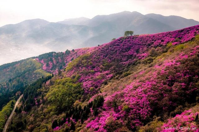 여수 영취산의 비단결 같은 진달래. /사진=한국관광공사