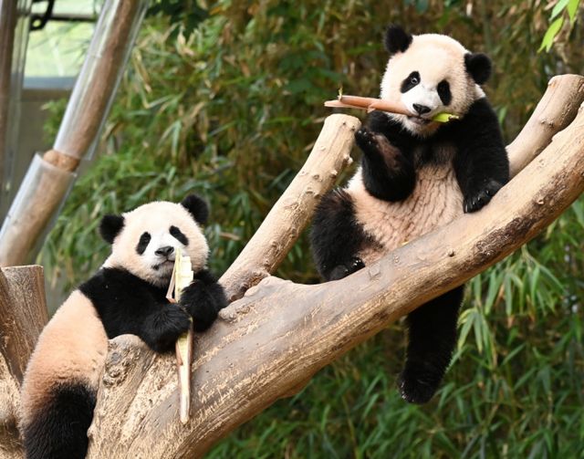 경기도 용인시 에버랜드 판다 월드 실내 방사장에서 국내 첫 쌍둥이 판다 루이바오(오른쪽)와 후이바오가 나무에 올라 먹이를 먹고 있다. /사진=뉴시스