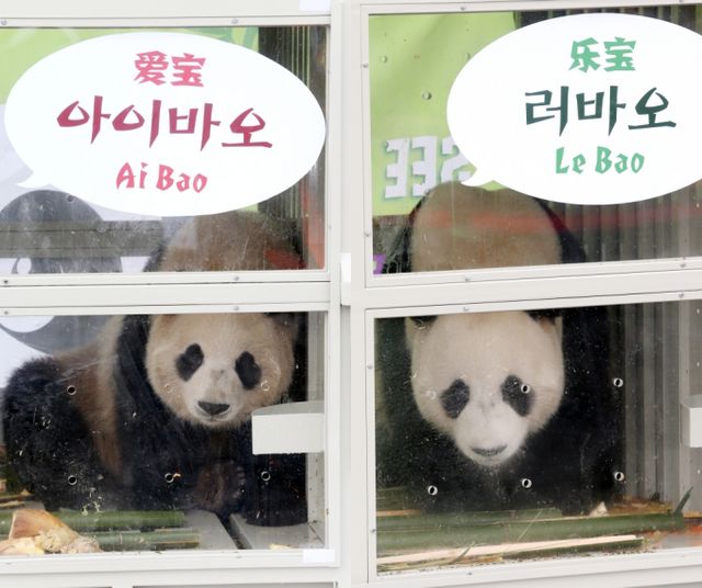 2016년 3월3일 시진핑 중국 국가주석이 선물한 암수 판다 한 쌍이 3일 한국에 도착했다. 사진은 2016년 3일3일 오후 인천공항 화물터미널을 통해 입국한 아이바오(오른쪽·암컷)와 러바오(수컷)모습. /사진=뉴스1