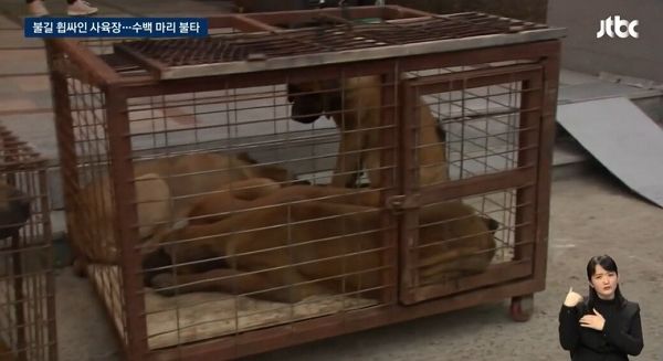 산불이 덮친 경북 안성 한 사육장에서 개 700마리가 즉사한 가운데 7마리가 기적적으로 구조됐다. 사진은 경북 안성 한 사육장에서 구조된 개들의 모습. /사진=JTBC 방송 캡처