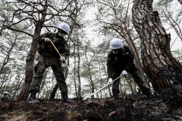 경남, 경북 산불로 이동통신 기지국 2898개소가 피해를 본 가운데 정부는 인프라 복구에 주력한다. 사진은 지난 29일 경북 의성군 산불진화 지원작전 현장에서 육군 50사단 장병이 진화장비를 이용해 잔불을 정리하는 모습. /사진=뉴시스