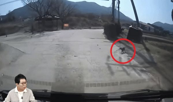 시골에서 목줄을 하지 않은 강아지를 쳐 1000만원이 넘는 치료비를 요구받은 운전자 사연이 전해졌다. 사진은 목줄을 하지 않은 강아지가 갑자기 몸을 돌려 차 앞으로 뛰어드는 모습. /사진=유튜브 채널 '한문철TV' 캡처