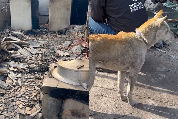 불길을 피하라고 줄을 풀어준 반려견이 다시 집으로 돌아왔다. 사진은 산불로 폐허가 된 집(왼쪽)의 모습과 산불에 화상을 입은 반려견 대추(오른쪽)의 모습. /사진='도로시지켜줄개' 인스타그램 캡처