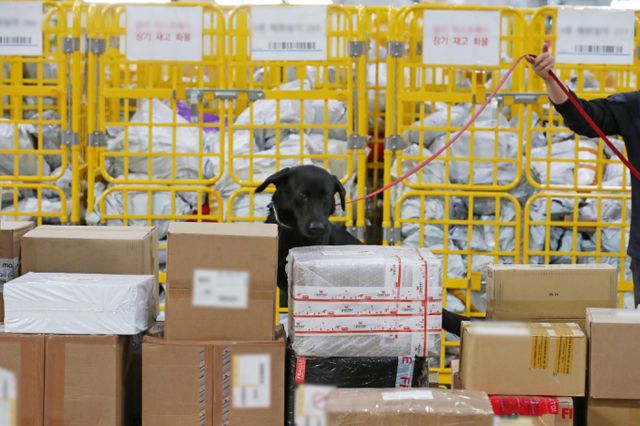 마약을 제주로 몰래 들여오려던 외국인이 붙잡혔다. 사진은 본문 내용과는 무관한 인천공항세관 특송물류센터에서 마약 탐지견이 탐지를 하고 있는 모습. 뉴스1