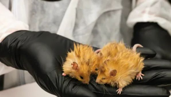 매머드의 특성을 가진 쥐가 유전자 변형으로 탄생했다. 사진은 미국 생명공학 회사인 콜로설 바이오사이언스가 실험한 생쥐의 모습. /사진=BBC 캡처