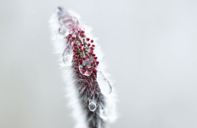 8일 일교차가 큰 날씨가 이어지며 일부 지역에 비 혹은 눈이 내릴 전망이다. 사진은 지난 3일 경남 함양군 마천면 일대에 꽃망울에 봄비가 맺힌 모습. /사진=뉴스1(함안군 제공)