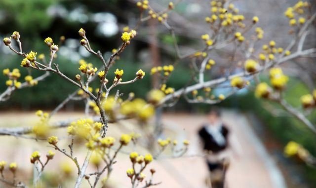오는 8일 일교차가 큰 날씨가 이어지며 일부 지역에 비 혹은 눈이 내릴 전망이다. 사진은 지난 5일 부산 수영사적공원의 모습. /사진=뉴스1