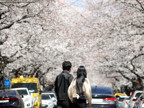 벚꽃을 함께 보러 갈 파트너를 구한다는 구인 글이 논란이다. 사진은 기사와 직접적인 관련 없는 지난 1일 부산 수영구 남천동 한 아파트 단지 내 벚꽃군락지에서 시민들이 활짝 핀 벚꽃을 구경하고 있는 모습. /사진=뉴스1