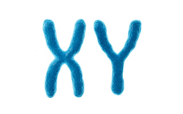 17세 소녀가 월경을 하지 않아 병원을 갔다가 본인이 여성 염색체가 아닌 남성 염섹체를 가지고 있는 것을 알게됐다. 사진은 XY염색체의 모습. /그래픽=이미지투데이