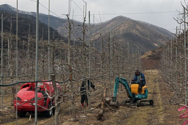 농촌진흥청이 산불로 피해를 입은 농가에 벼, 콩, 고구마 등 종자 3만여톤을 배부한다. 사진은 산불 피해 주민들이 지난달 29일 오후 경북 의성군 사촌리 한 사과농장에서 죽은 나무를 뽑아내고 새 묘목을 심는 모습./사진=뉴시스
