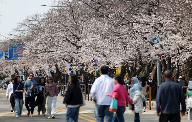 행정안전부가 서울 여의도 봄꽃축제 현장 안전관리 상황을 점검했다고 10일 밝혔다. 사진은 봄꽃축제 개막을 하루 앞둔 7일 서울 영등포구 여의도 윤중로에서 벚꽃길을 걷고 있는 시민들의 모습 /사진= 뉴시스
