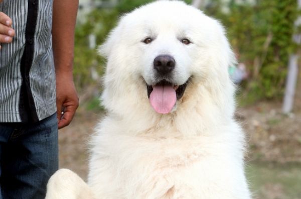 2014년 4월11일 '국민애견' 상근이가 세상을 떠났다. 사진은 '국민애견'으로 많은 사랑을 받은 강아지 상근이 모습. /사진=머니투데이