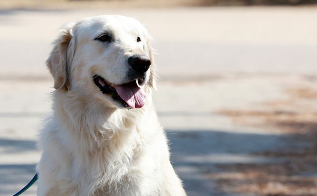 전기 쇠꼬챙이로 개 5마리를 잔인하게 도살한 60대가 2심에서 벌금형 집행유예를 선고받았다. 사진은 기사와 직접적인 관련이 없음. /사진= 뉴스1