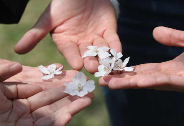 오는 16일 전국이 대체로 맑고 오후부터 가끔 구름이 많을 예정이며 낮 기온이 20도 이상 오르는 봄 날씨가 이어지겠다. 사진은 지난 11일 경기 용인시 처인구 호암 미술관 일대에 시민들의 만개한 벚꽃을 즐기는 모습. /사진=뉴스1 /사진=(용인=뉴스1) 김영운 기자