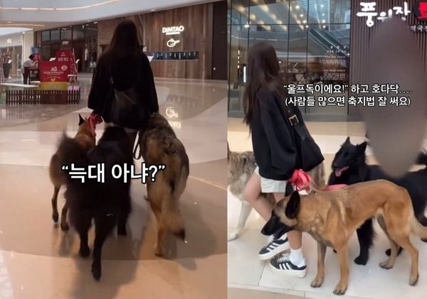 대형견 세 마리에 입마개를 채우지 않고 대형 쇼핑몰을 활보한 여성 견주에게 비난이 쏟아졌다. 사진은 여성 견주가 대형 쇼핑몰에 대형견 세마리를 데리고 방문한 모습. /사진=SNS 캡처