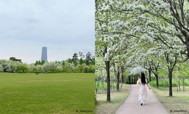 드넓은 공원에 이팝나무 산책로가 조성돼 있는 대전 들의공원. /사진=한국관광공사