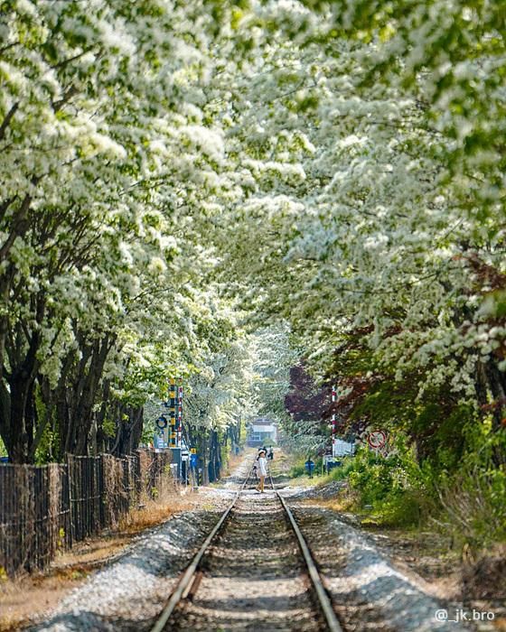 지브리 애니메이션의 한 장면처럼 아름다운 전주 팔복동 철길 이팝나무 터널. /사진=한국관광공사