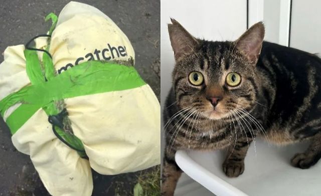 영국 시골길에서 꾸러미에 담긴 채 버려진 고양이가 구조된 소식이 전해져 전세계 애묘가들의 관심이 집중되고 있다. /사진==물보호단체 와다르 페이스북 캡처
