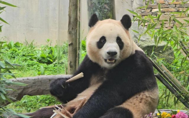 중국으로 반환된 자이언트 판다 푸바오 근황이 전해졌다. 사진은 지난해 6월12일 중국 청두 쓰촨성 워룽중화자이언트판다원 선수핑 기지에서 자이언트 판다 푸바오가 일반에 공개된 모습. /사진=뉴시스