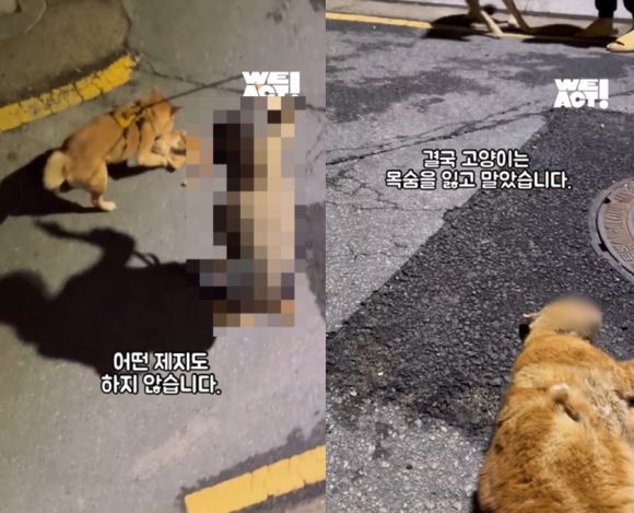 동물구조단체 위액트는 최근 서울 강남구 대치동 거리에서 발생한 개물림 사고와 관련해 고발장을 접수했다고 밝혔다. 위액트 인스타그램