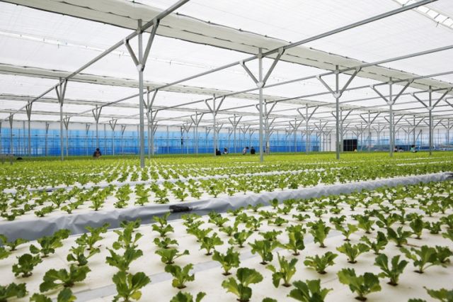 캐리어 공조시스템이 적용된 전북 익산 스마트팜 현장. /사진=오텍캐리어