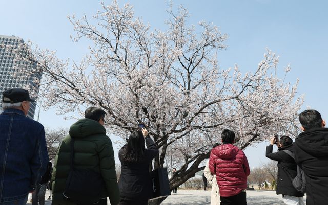 여의도 봄꽃 축제가 당초 4일에 열릴 예정이었지만 윤석열 대통령 탄핵 심판 선고일과 겹쳐 개최날을 오는 8일로 연기한다. 사진은 지난달 31일 서울 여의도 한강공원 입구에서 외국인 관광객들이 활짝핀 살구꽃을 바라보는 모습. /사진=뉴스1