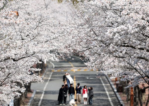 전국이 대체로 흐린 가운데 최대 20㎜의 비가 내리겠다. 사진은 기사의 이해를 돕기 위한 포근한 봄 날씨를 보인 지난 3일 대구 달서구 계명대학교 성서캠퍼스에서 학생들이 만개한 벚꽃 배경으로 사진을 찍고 있는 모습. /사진=뉴시스