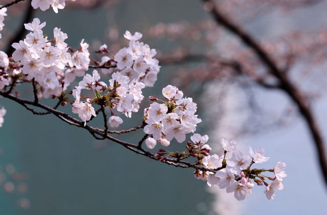 4일 기상청이 올해 서울의 벚꽃이 개화했다고 밝혔다. 사진은 석촌호수 벚꽃의 모습. /사진=뉴스1