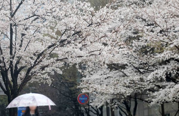 오는 6일은 전국에 가끔 구름이 많다가 오후부터 맑아지겠다. 사진은 봄비가 내린 지난달 27일 부산 연제구의 한 거리에서 우산을 쓴 시민들이 활짝 핀 벚꽃나무 아래를 지나가고 있는 모습. /사진=뉴시스