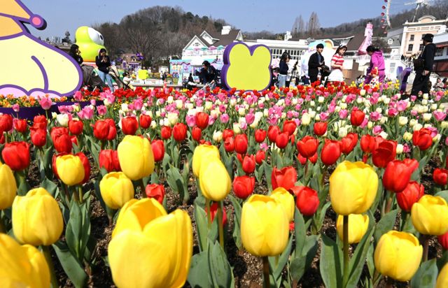 봄 꽃구경을 즐기기 위한 나들이객들이 급증하면서 일요일 평소보다 고속도로 교통량이 조금 늘어날 것으로 관측된다. 사진은 에버랜드 튤립축제 모습. /사진=뉴시스