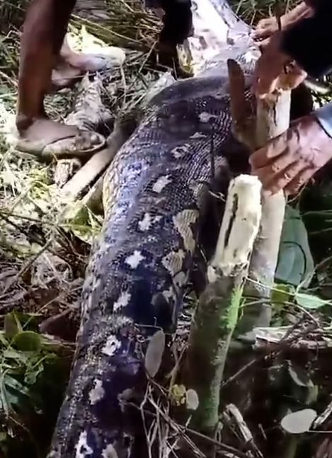 비단뱀 배 안에서 60대 할머니가 발견되는 사건이 발생했다. 사진은 60대 여성 하시아를 삼킨 비단뱀의 모습. /사진=데일리메일 홈페이지 캡처