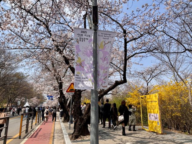 '2025 여의도 봄꽃축제'가 개막한 8일, 축제를 찾은 시민들이 여의서로 봄꽃길을 걸으며 만개한 꽃들을 구경하고 있다. /사진=박세희 기자