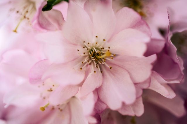 벛꽃놀이 시즌이 돌아왔다. 사진은 지난해 4월9일 덴마크 코펜하겐 소재 벛꽃나무 거리에서 벛꽃이 개화한 모습. /사진=로이터