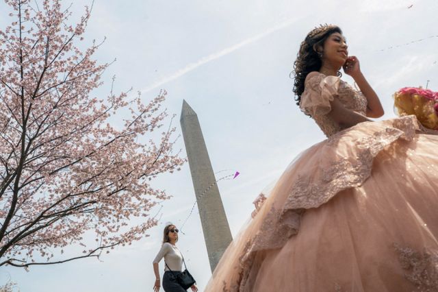 벛꽃놀이 시즌이 돌아왔다. 사진은 지난달 29일 미국 워싱턴 DC에서 열린 전국 벚꽃 축제 연례 연 축제에서 한 여성이 드레스를 입고 걷는 모습. /사진=로이터