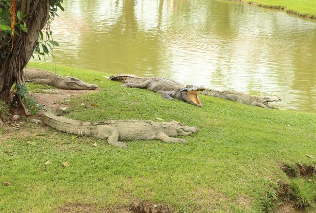 중국 법원이 살아있는 악어를 약 8억원에 경매 매물로 내놨다. 사진은 해당 기사와 상관없음. /사진=이미지투데이
