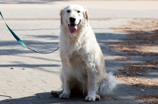서울시가 반려견 놀이터 조성을 원하는 자치구를 상대로 수요 조사를 진행하고 있다. 사진은 주인과 산책하는 강아지 똑이. /사진=박성만 기자