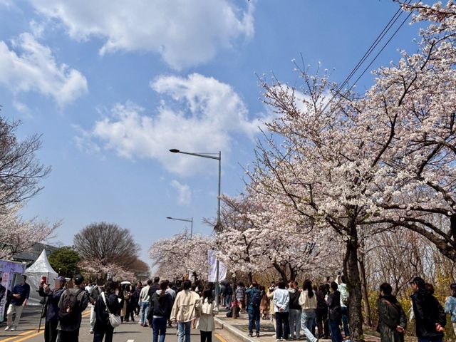 벚꽃을 구경하기 위해 나온 시민들이 축제가 열리는 여의서로 벚꽃길을 가득 메웠다. /사진=박세희 기자