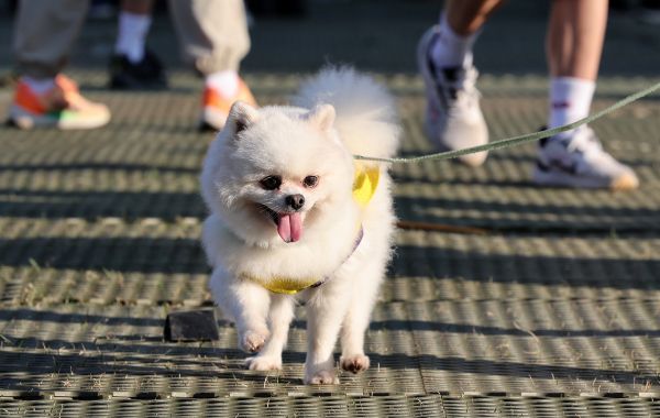 반려견이 21마리까지 불어나 감당하기 어렵다는 이유로 집에 놔두고 이사를 가버린 40대 남성에게 징역형의 집행유예가 선고됐다. 사진은 기사와 직접적인 관련이 없는 서울 중구 서울시청 광장에서 열린 '2024 함께걸어요 My5K' 행사에 참가한 반려견. /사진=뉴스1