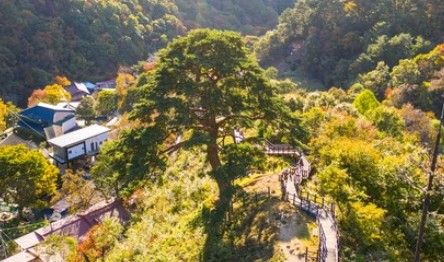 천년 넘은 소나무가 불에 탈 위기를 마을 주민들이 막아냈다. 사진은 전북 남원 산내면 와운마을의 지리산 천년송./사진=뉴시스