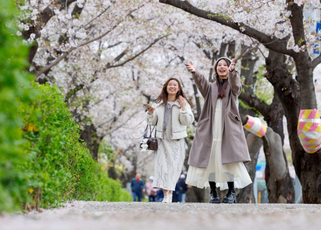 금요일인 2일 전국 대부분 지역에서 바람이 강하게 불겠다. 사진은 벚꽃잎이 바람에 내리는 모습./사진=뉴스1