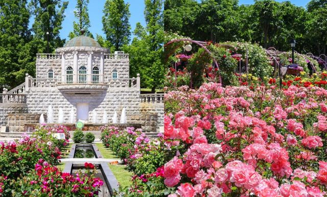 에버랜드 로즈가든 로열 하이티 장미 축제. /사진=한국관광공사